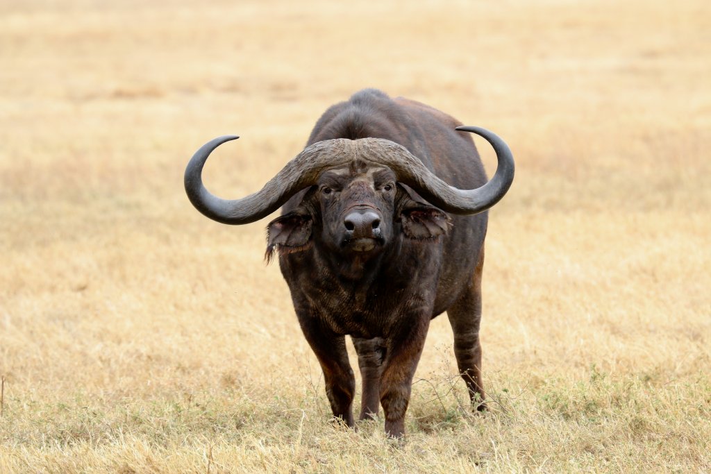 African Buffalo with very large horns