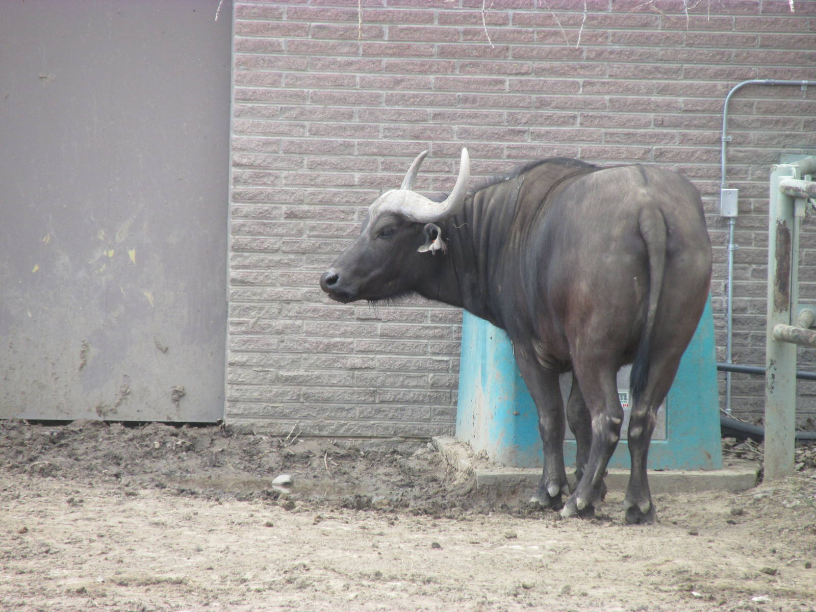 African Buffalo