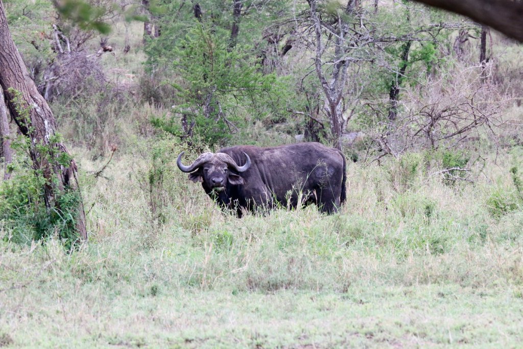 African Buffalo