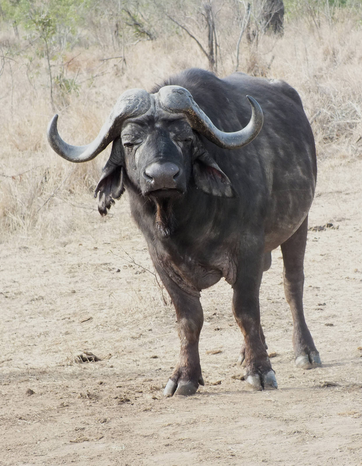 African Buffalo