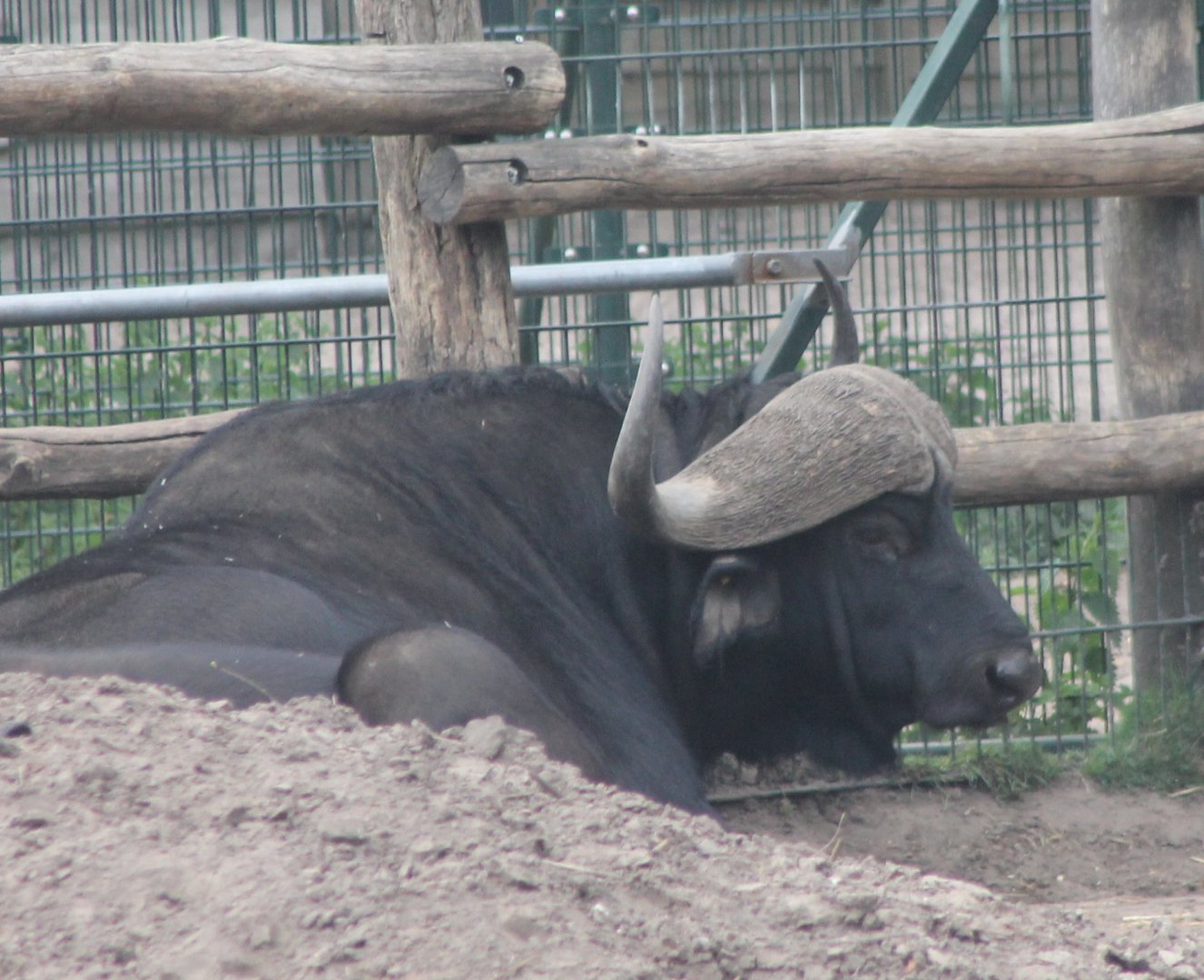 African buffalo