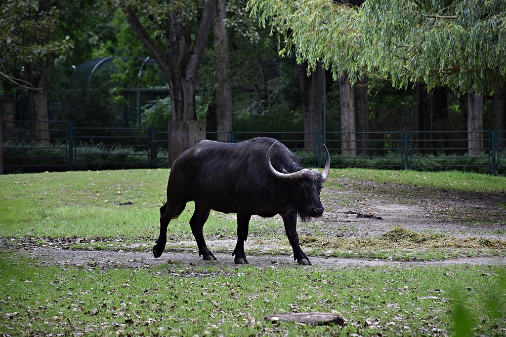 African buffalo