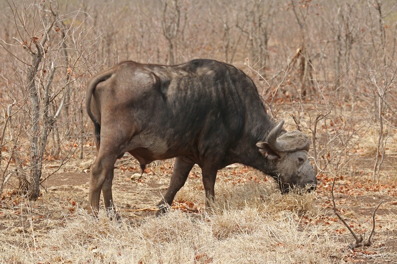 African Buffalo