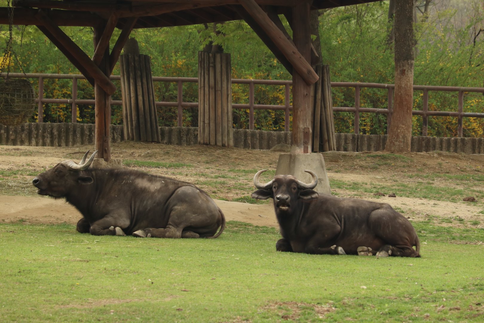 African buffalo