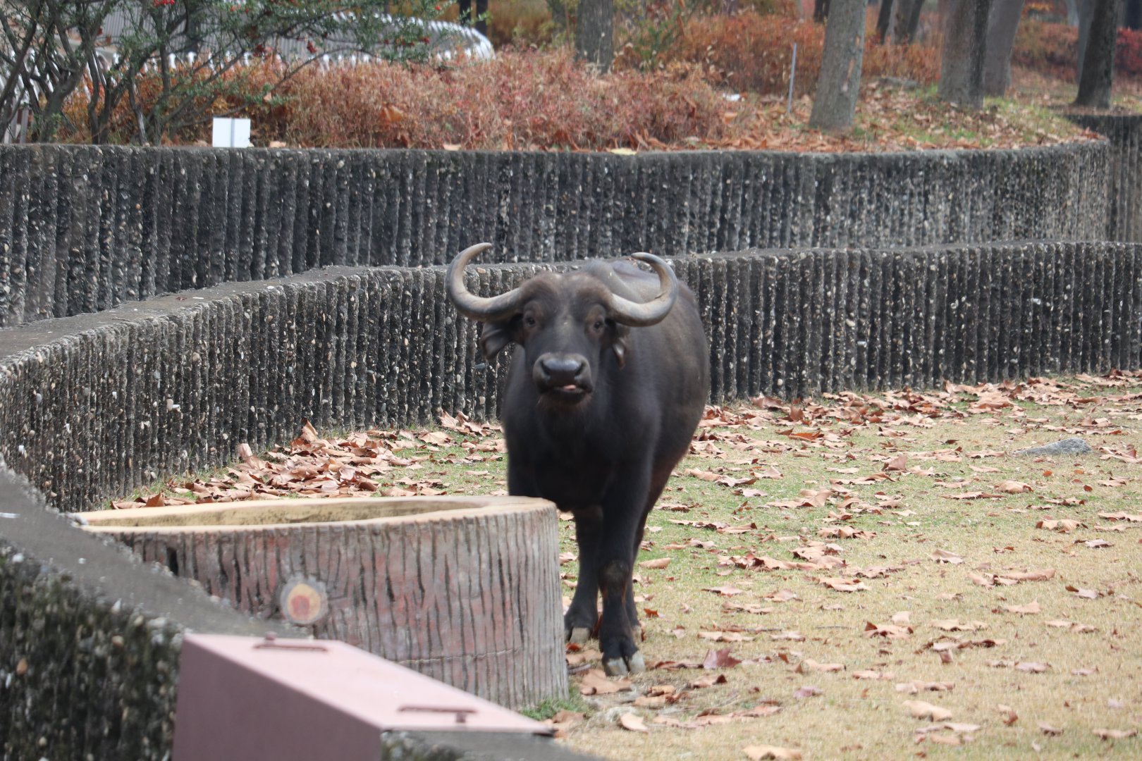 African Buffalo