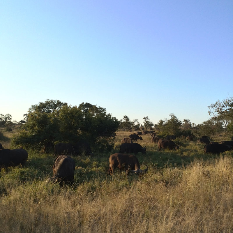 African Buffalo