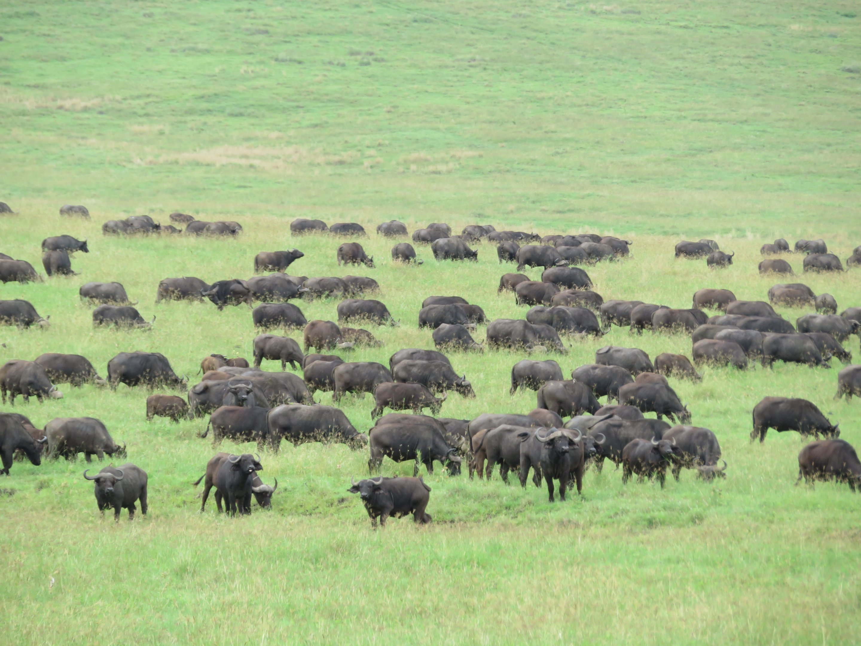 African Buffalo