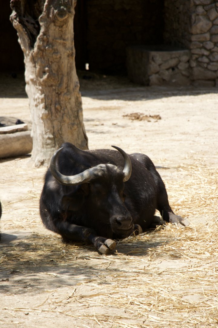 African Buffalo