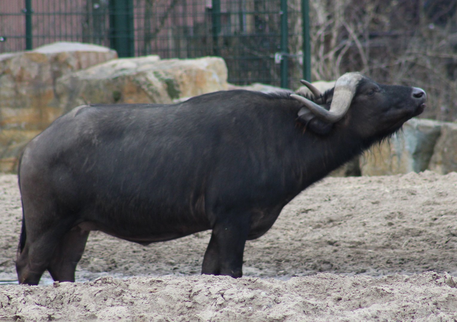 African buffalo