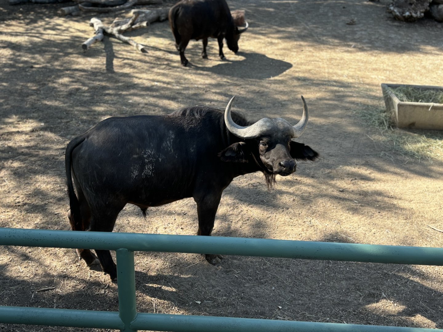 African Buffalo