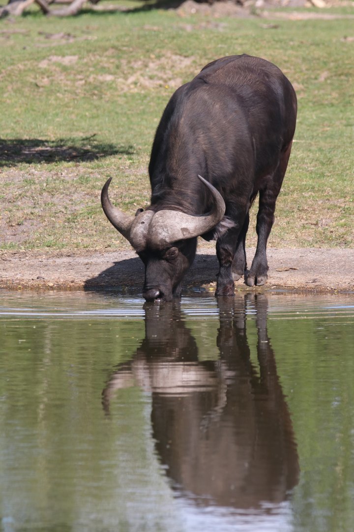 African buffalo