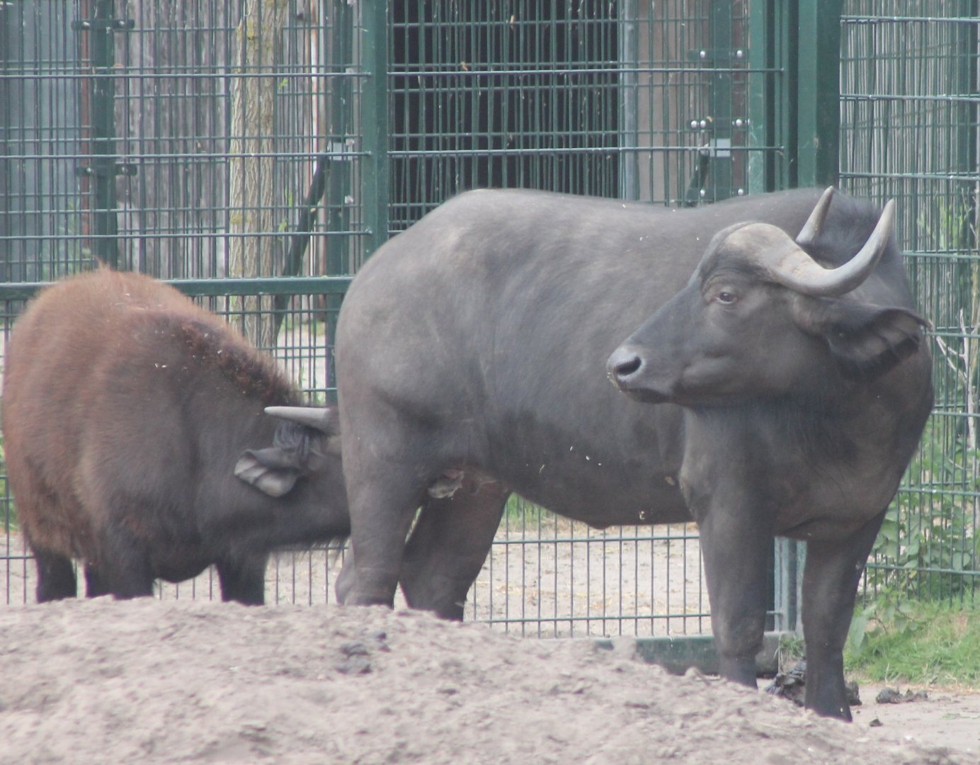 African buffalo's - Mother and calf