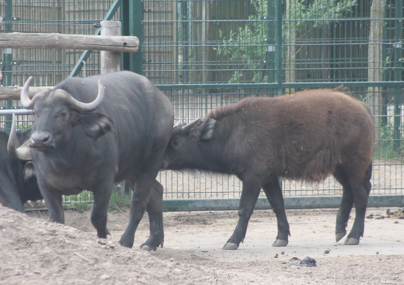 African buffalos