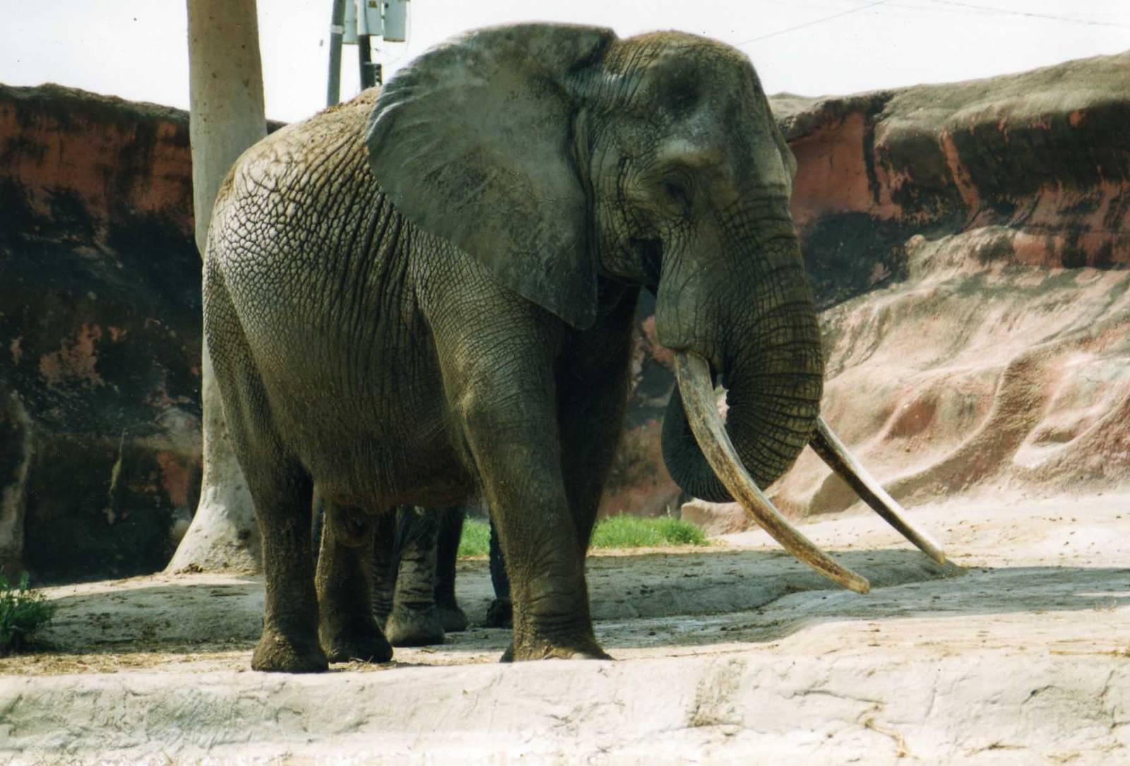 African Bull Elephant Macho