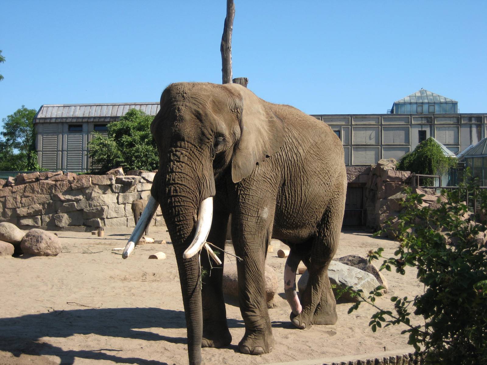 African Bull elephant Tembo