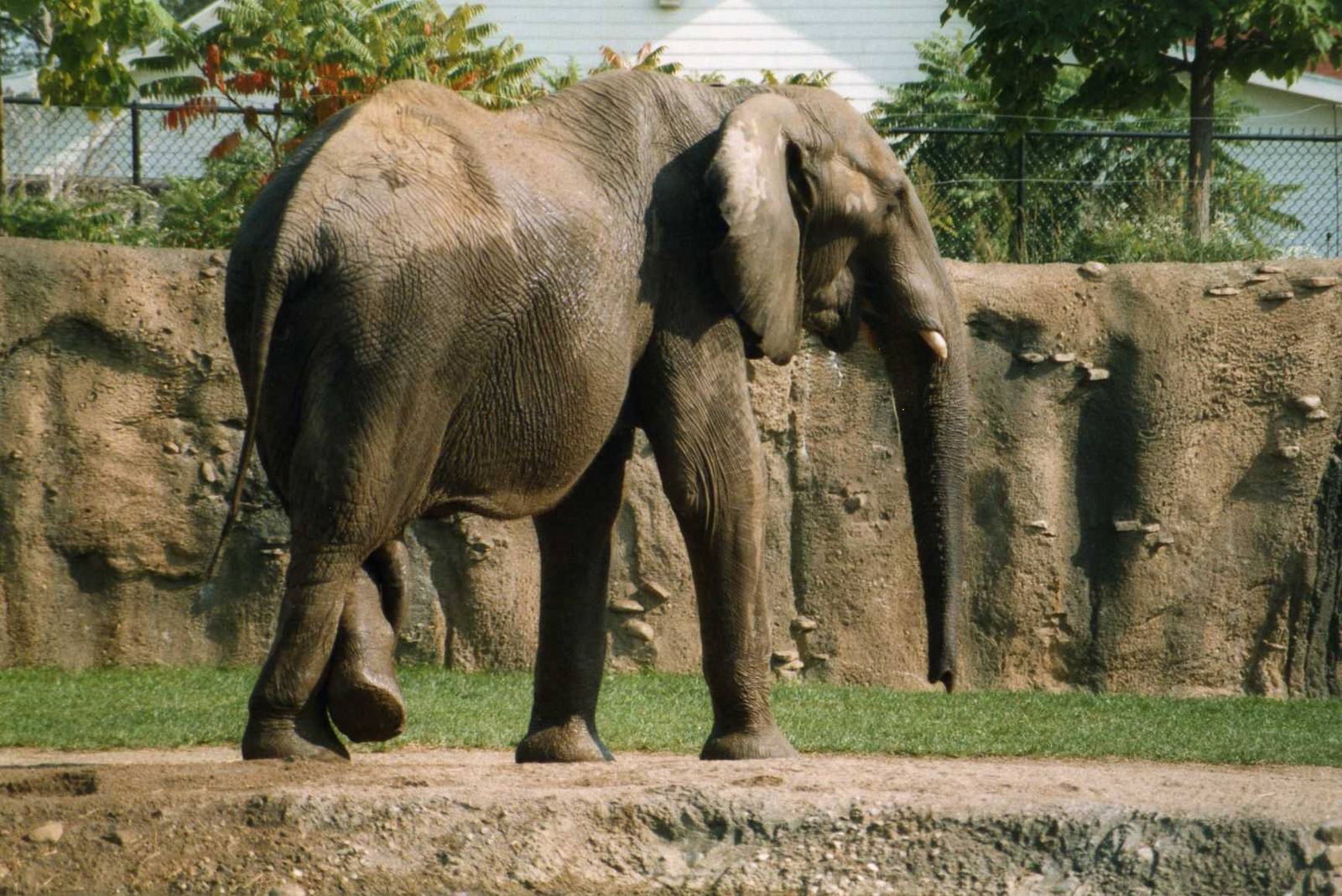 African Bull elephant
