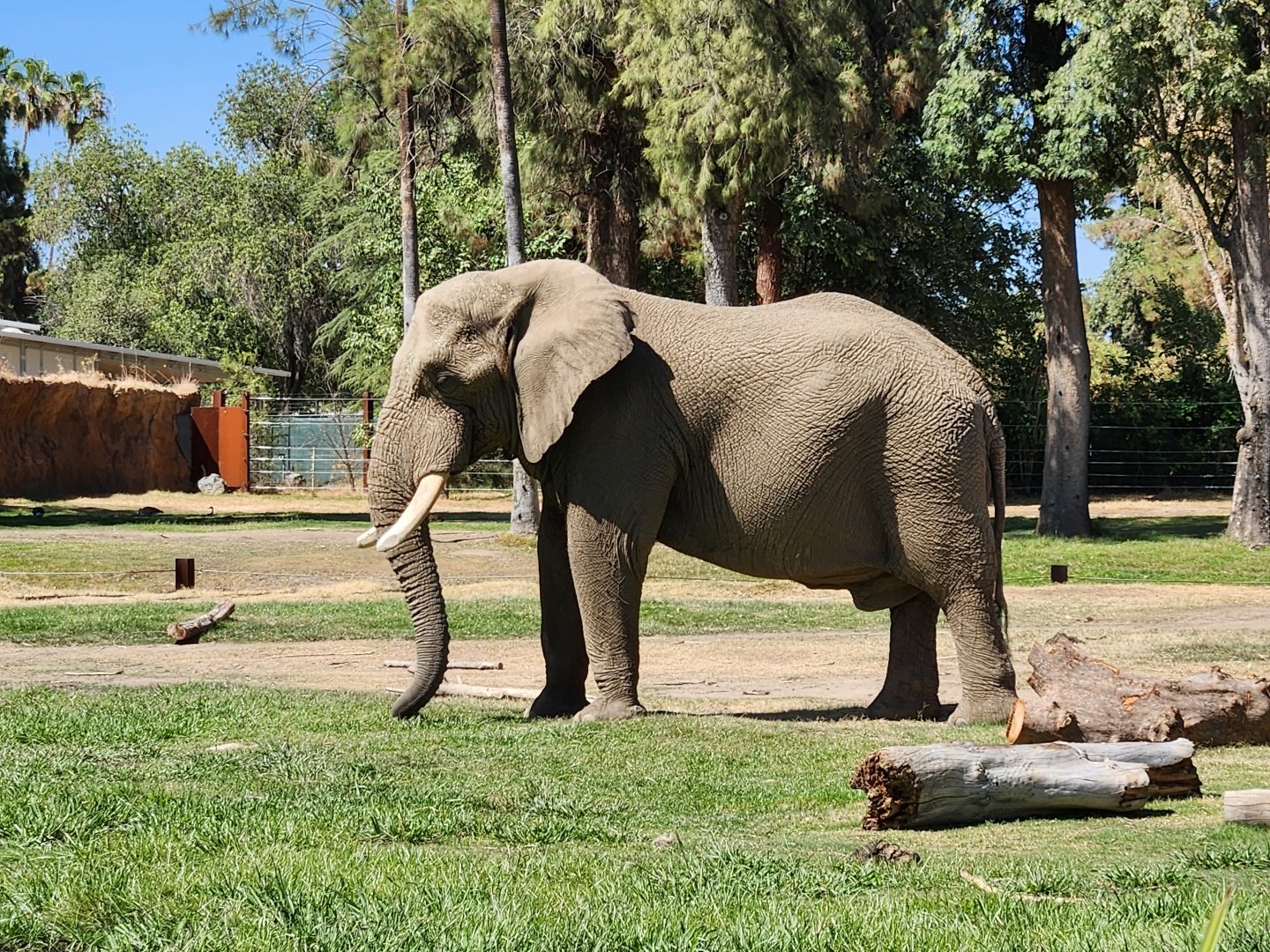 African bull elephant