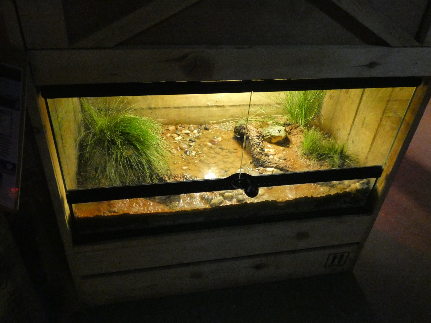 African Bull Frog Exhibit