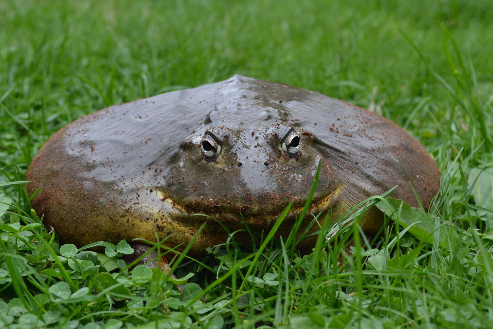 African Bull Frog = Private Collection 2014