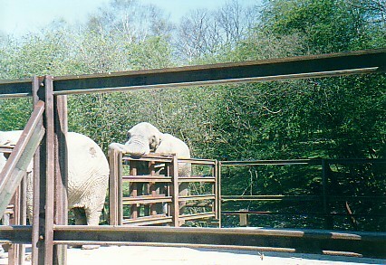 African bull right elephants Port Lympne zoo UK