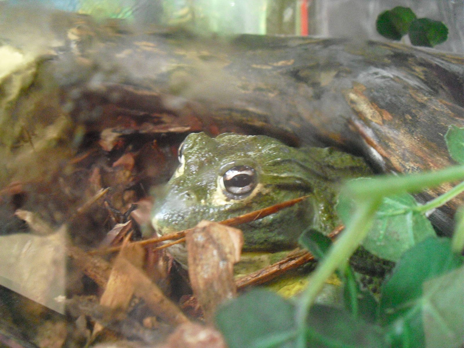 African Bullfrog - 16/10/2011