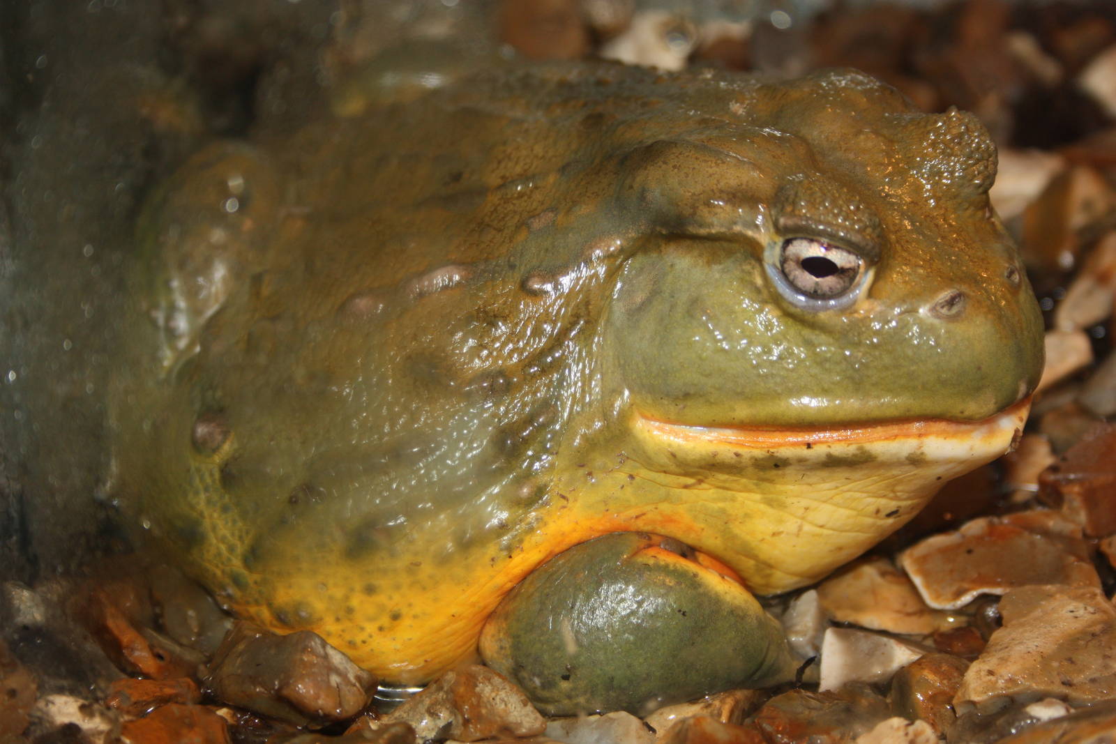 African Bullfrog, 23rd September 2014