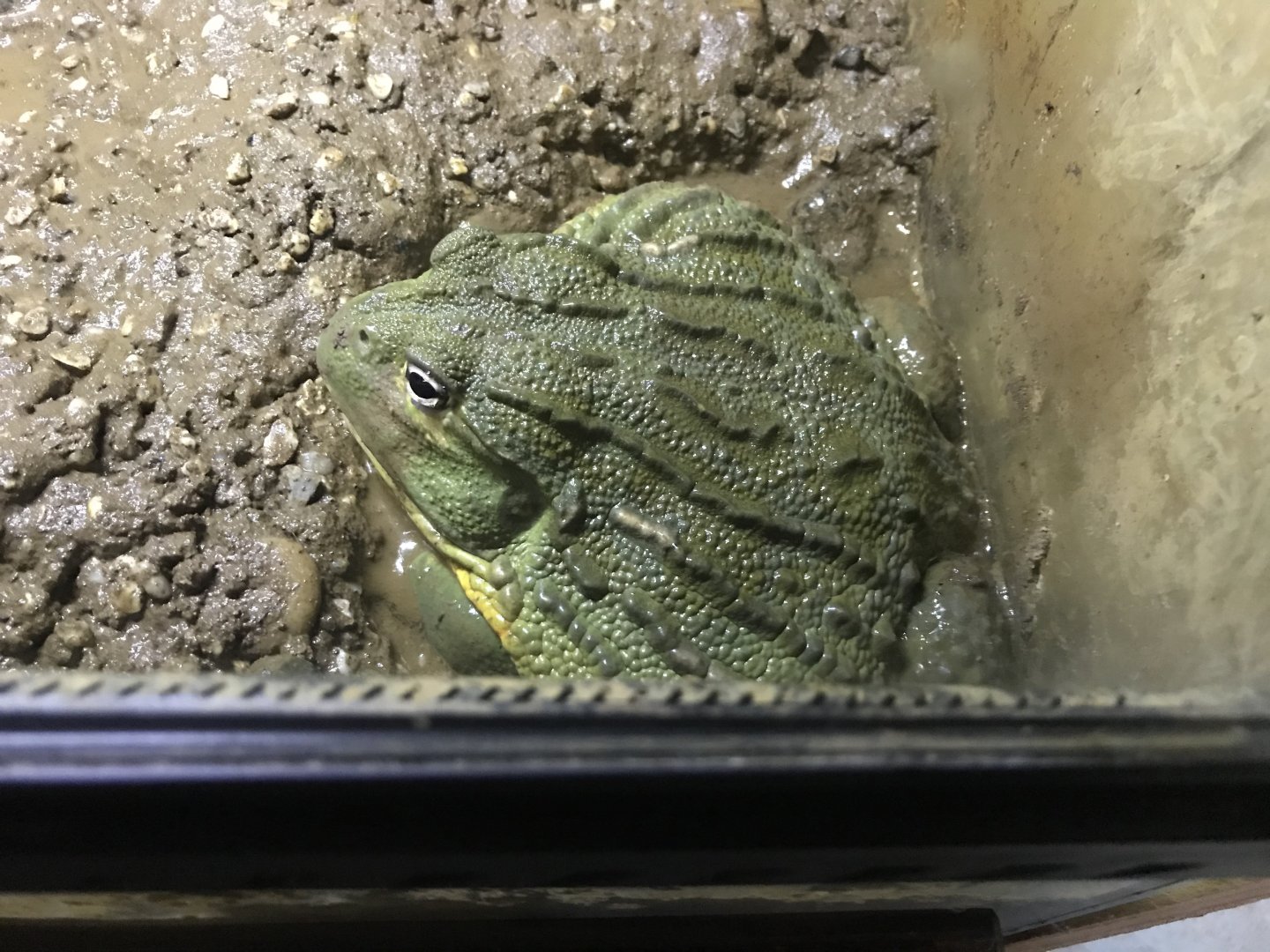 African bullfrog 251019