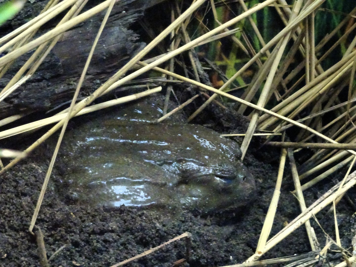 African Bullfrog 6 September 2025