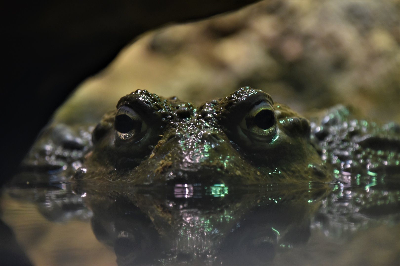 African bullfrog closeup