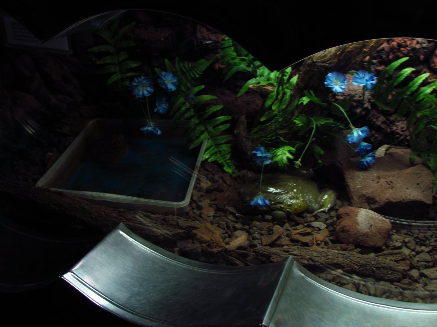 African bullfrog exhibit