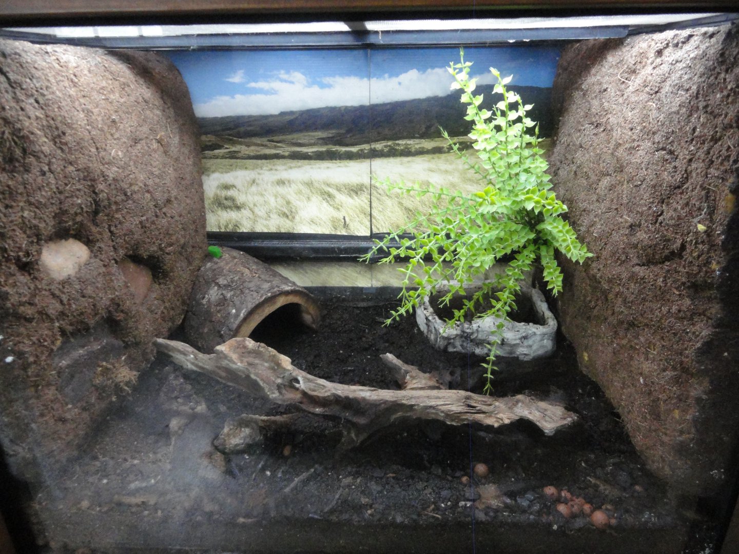 African Bullfrog Exhibit