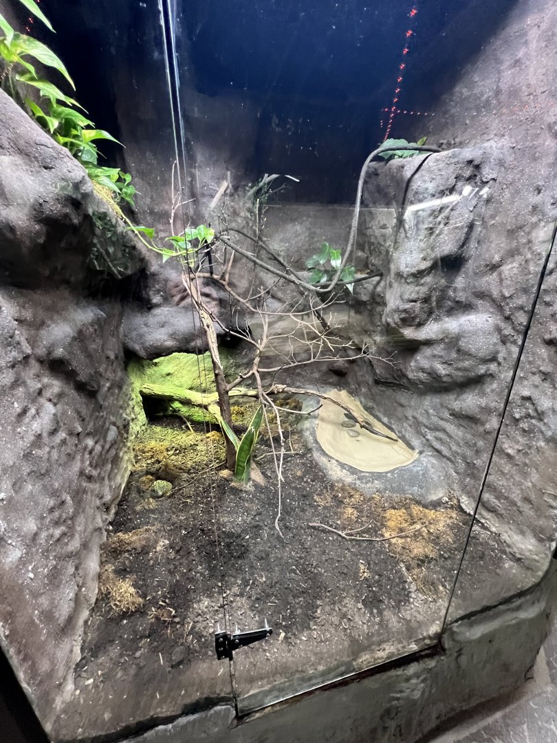 African Bullfrog Exhibit