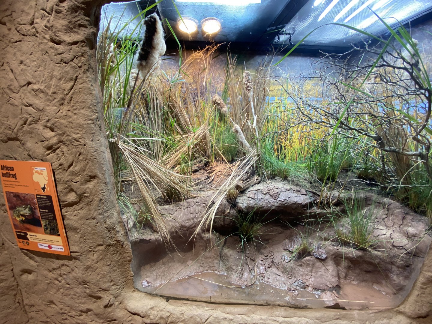 African bullfrog exhibit