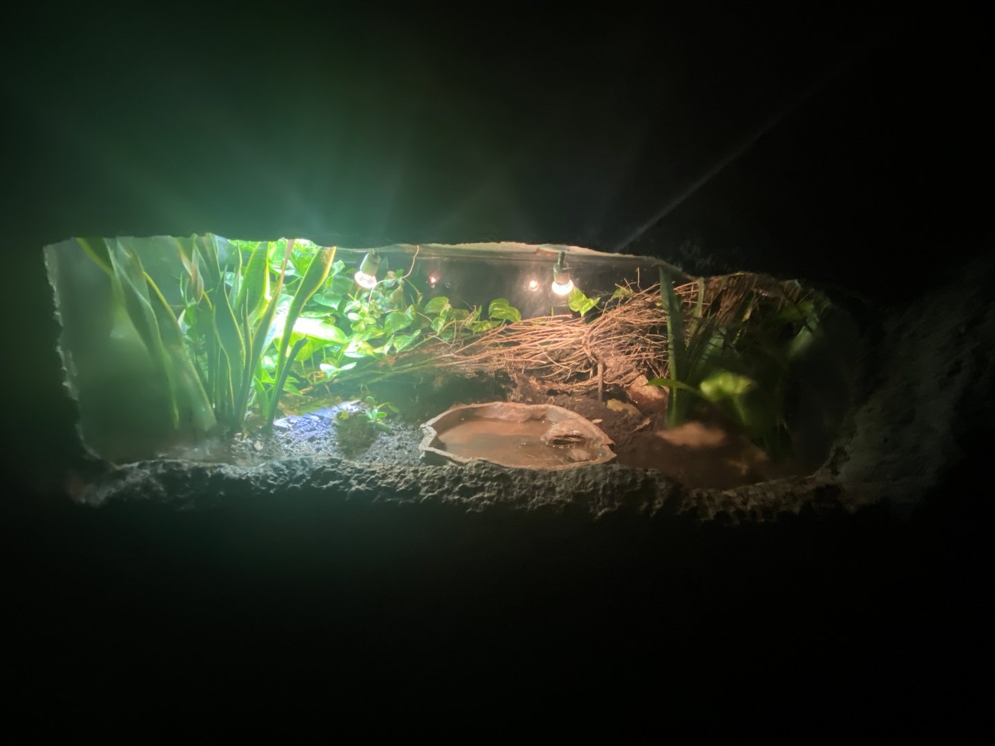 African bullfrog exhibit