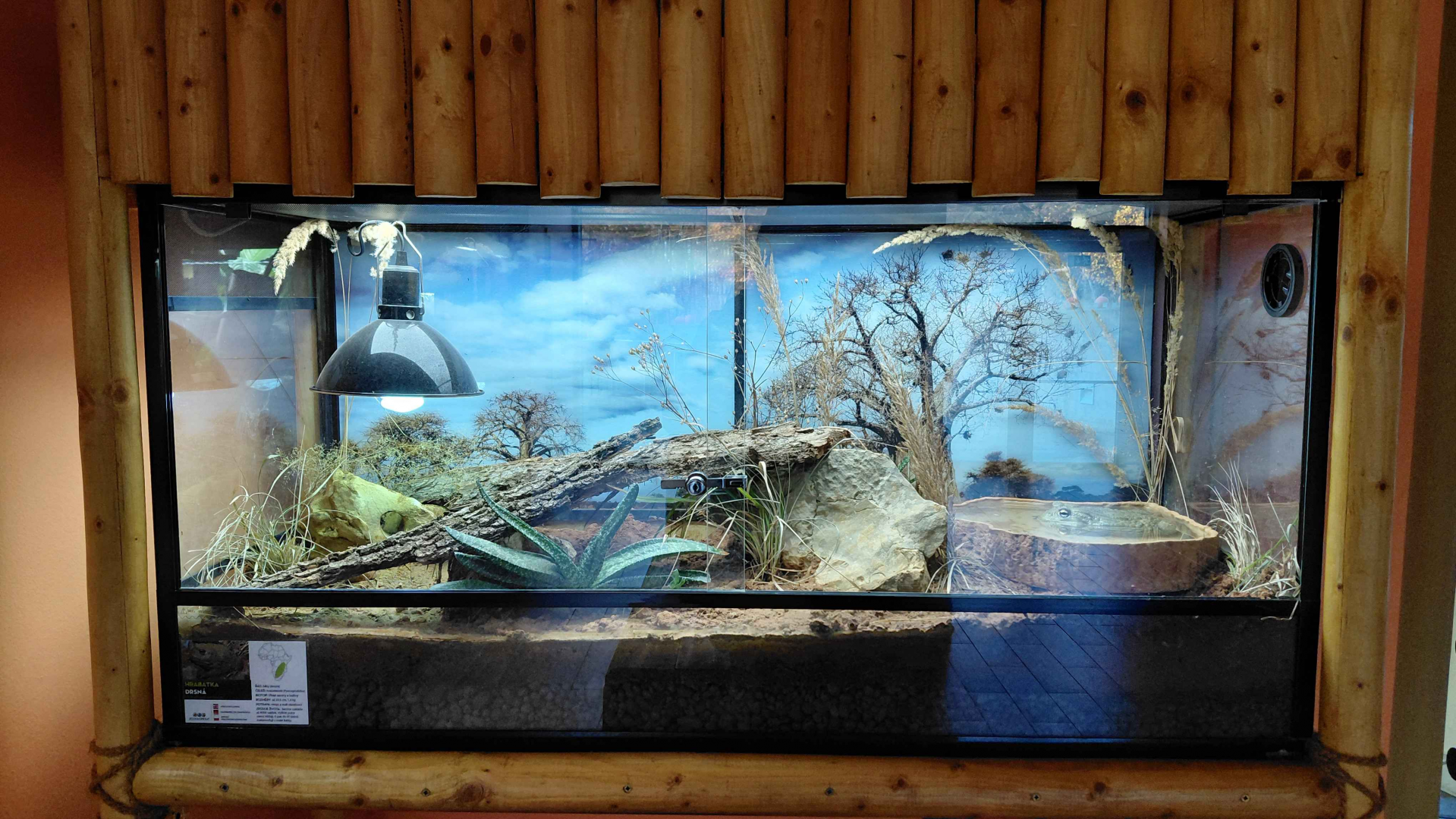 African bullfrog exhibit