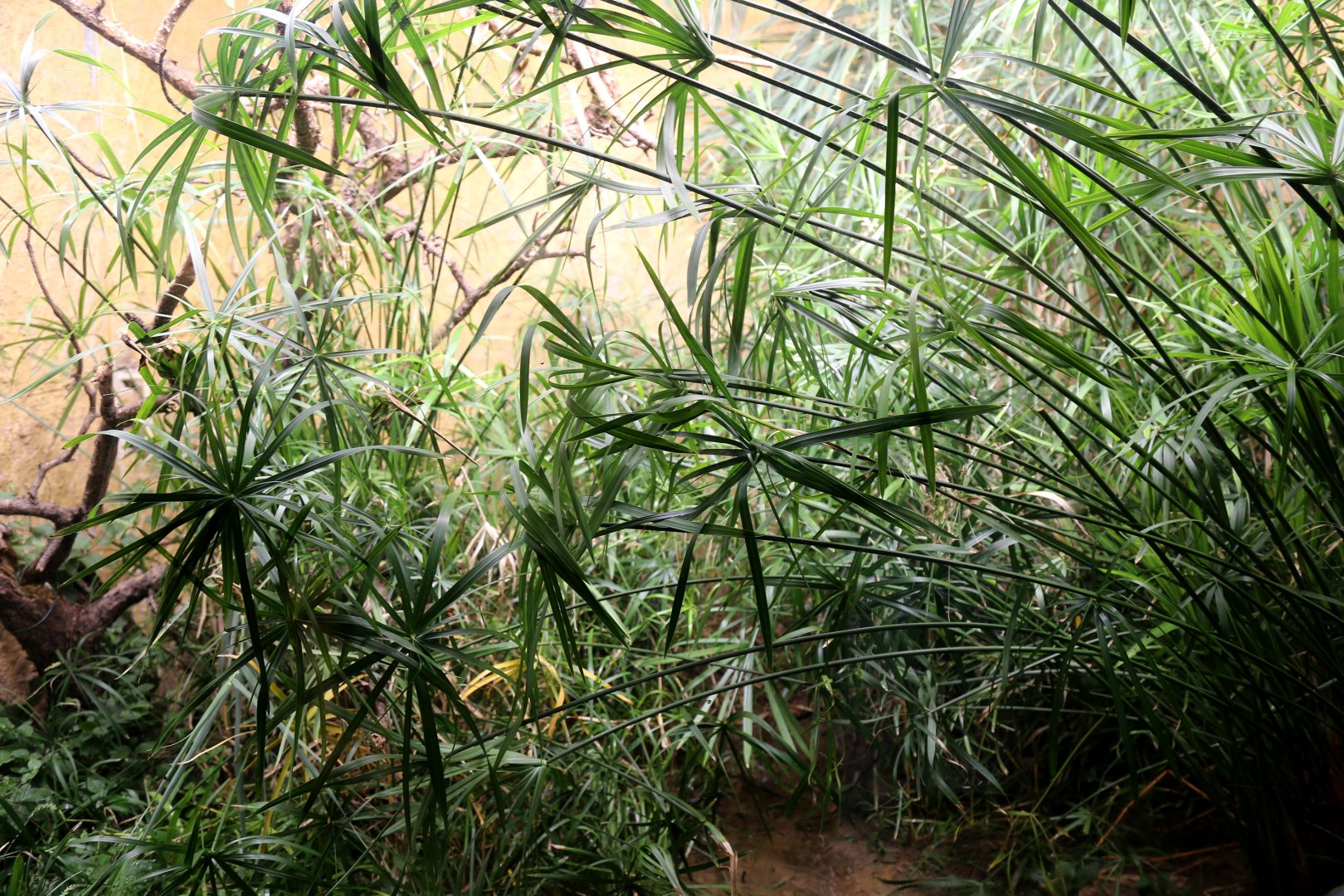 African Bullfrog Exhibit
