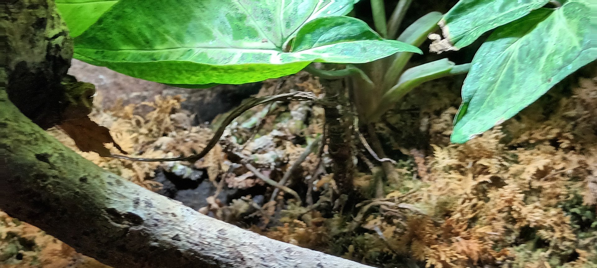 African Bullfrog Habitat