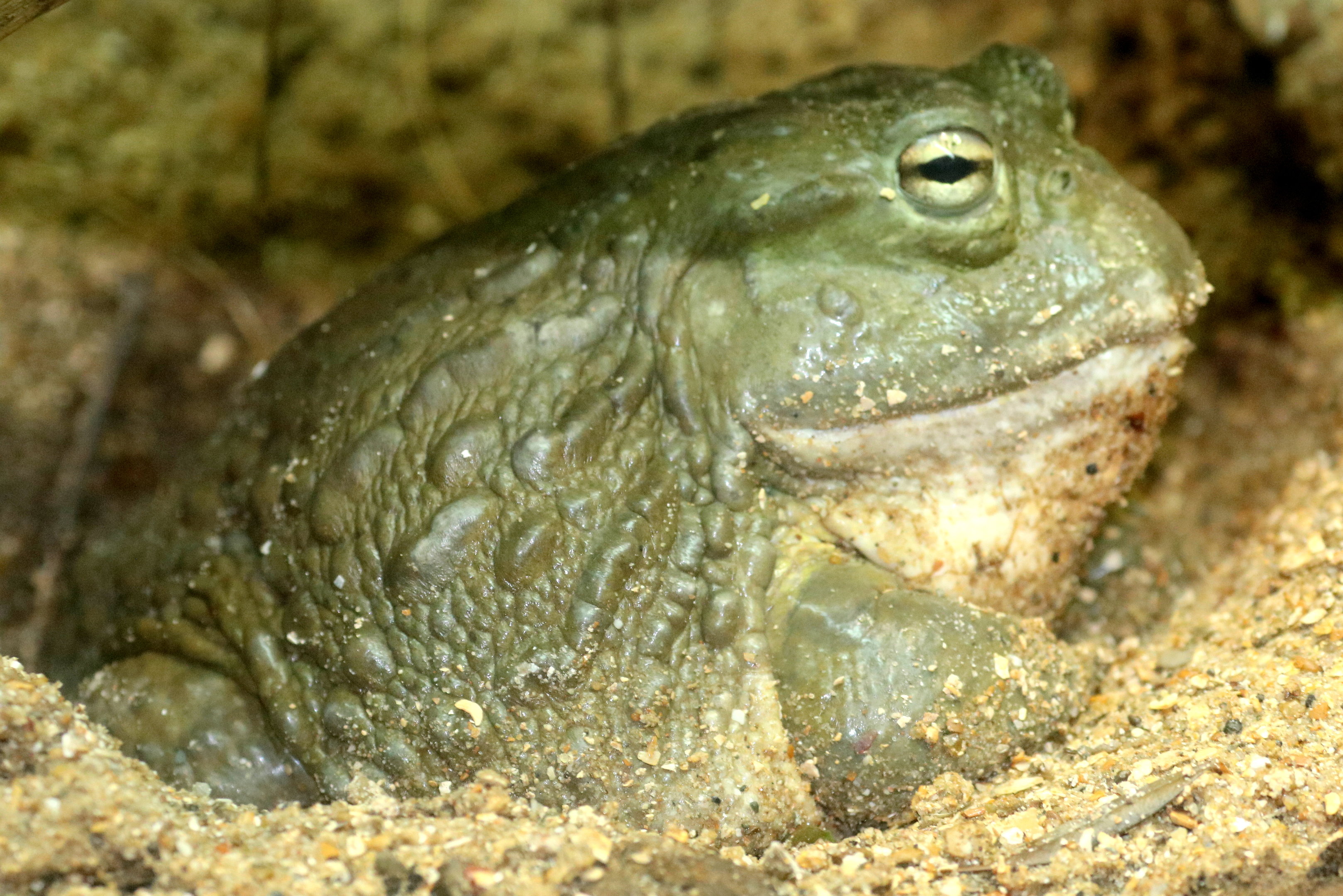 African bullfrog; London Zoo; 11th October 2022