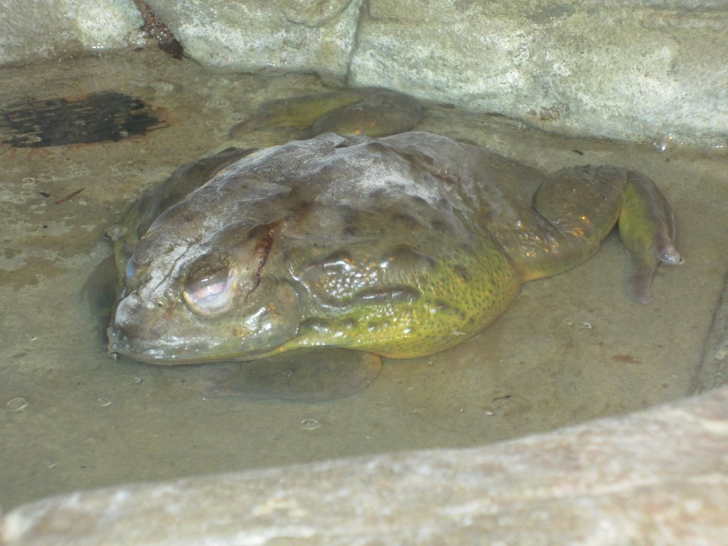 African Bullfrog (no thumbnail)