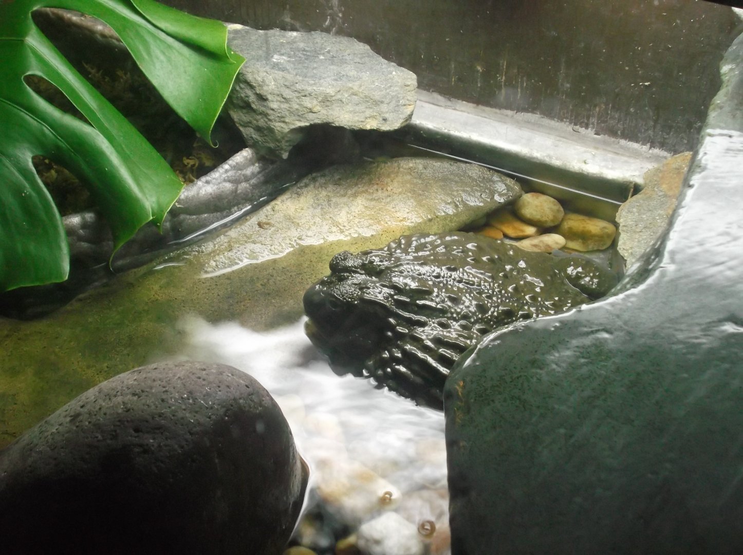 African Bullfrog, Pangani Forest Exploration Trail