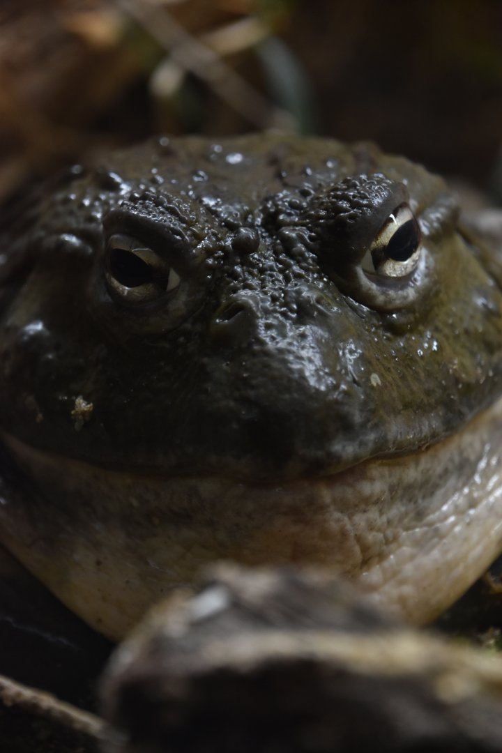 African bullfrog portrait