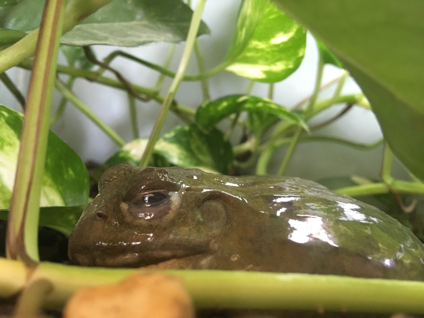 African bullfrog (Pyxicephalus adspersus) at the Reptile Village Conservation Zoo