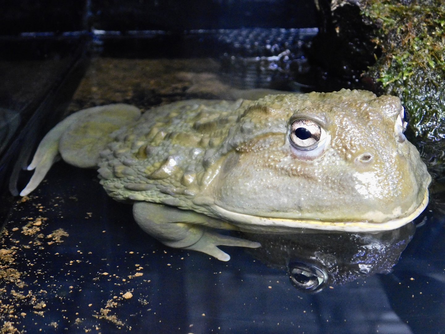 African Bullfrog (Pyxicephalus adspersus) September 13, 2025