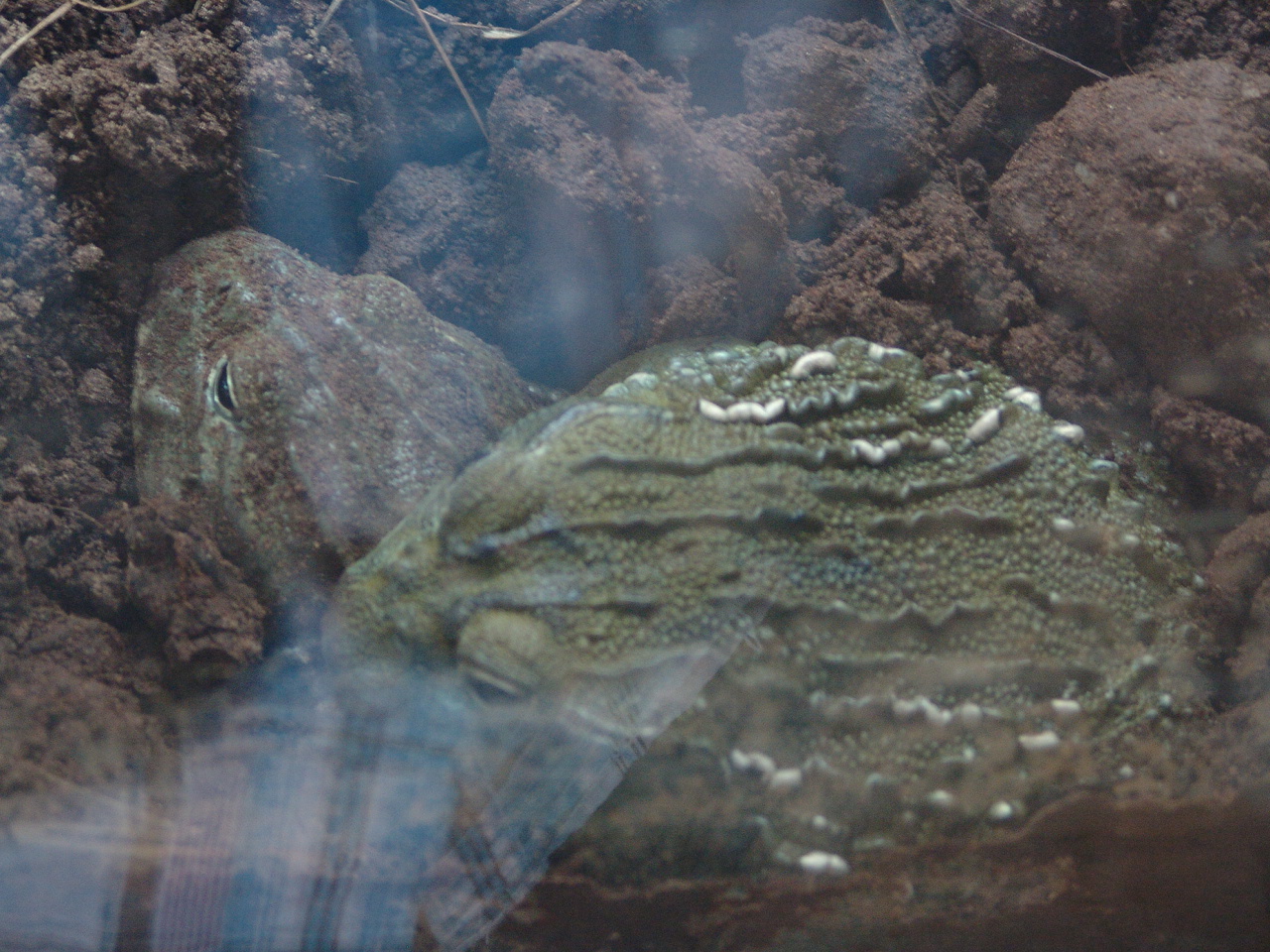 African Bullfrog (Pyxicephalus adspersus)