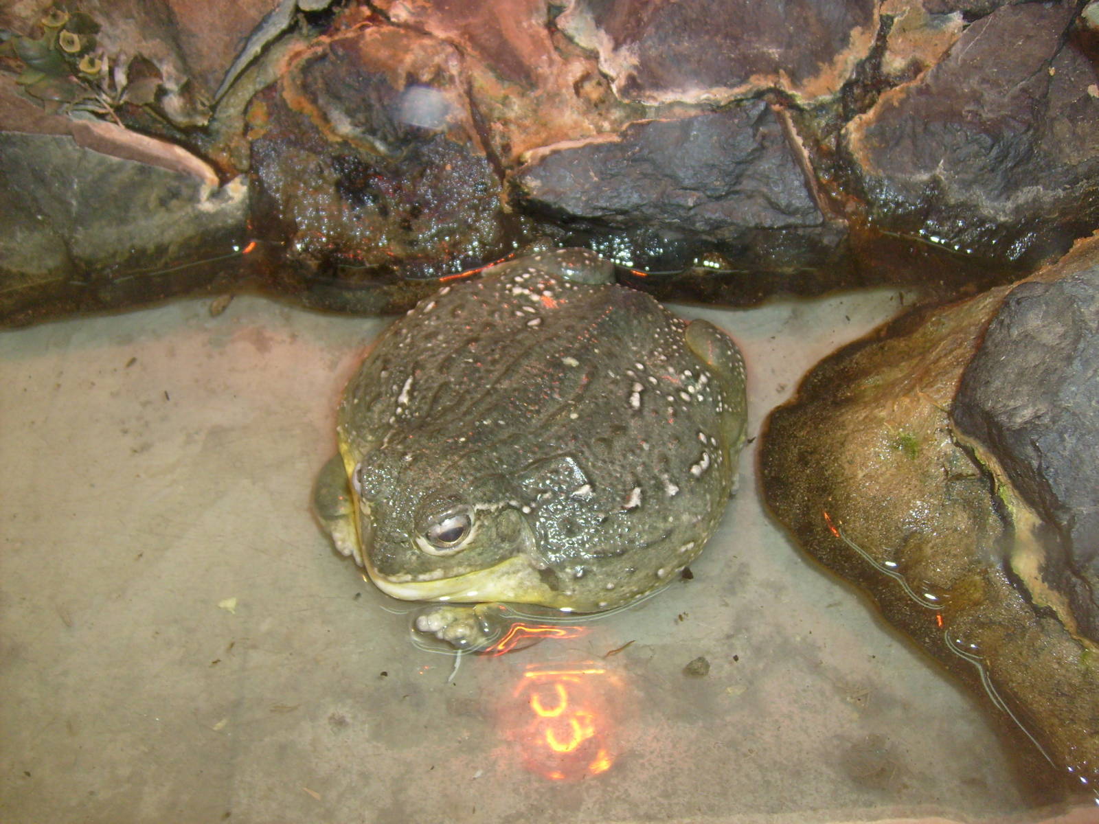 African bullfrog/Pyxicephalus adspersus