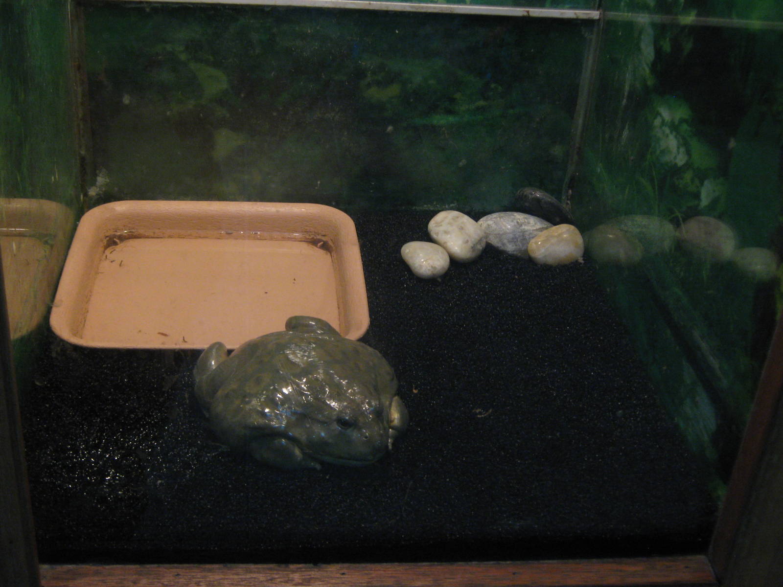 African bullfrog (Pyxicephalus adspersus)