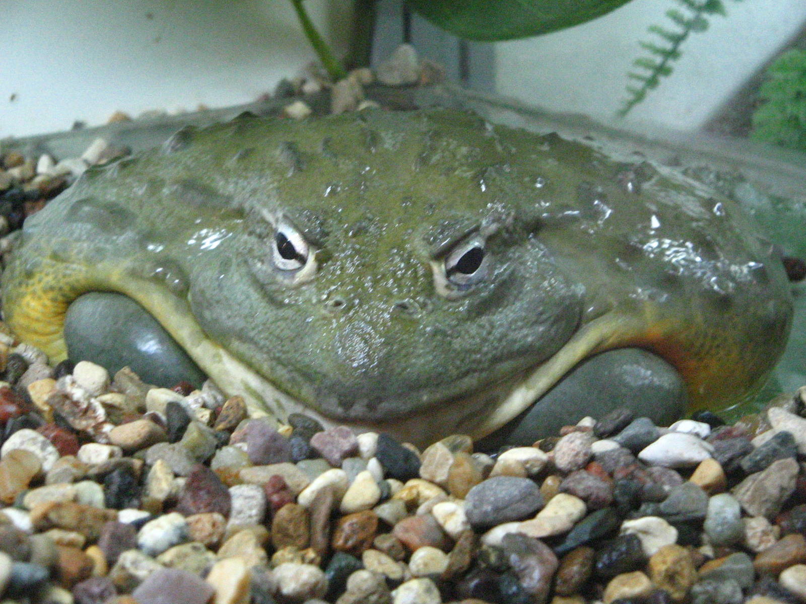 African bullfrog (Pyxicephalus adspersus)