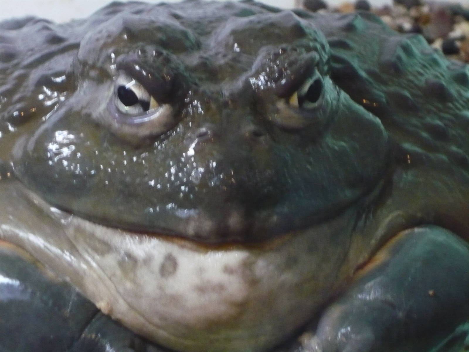African bullfrog (Pyxicephalus adspersus)