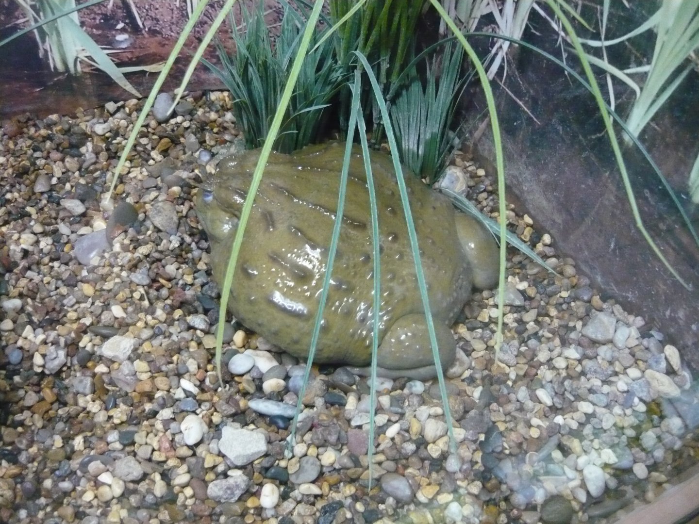 African bullfrog (Pyxicephalus adspersus)
