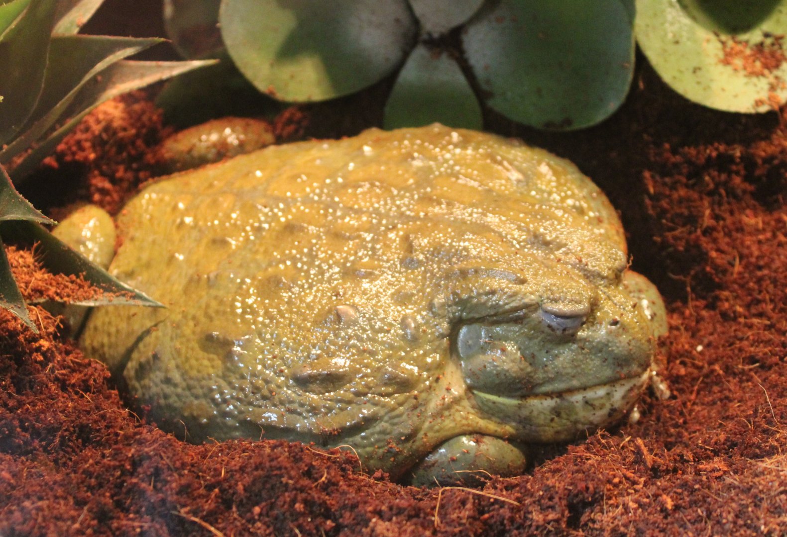 African bullfrog - Pyxicephalus adspersus